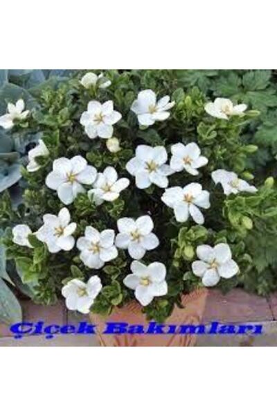 ata tohumculuk 5 Adet Tohum Nadir Bulunan Gardenya Çiçeği Tohumu Saksı Toprak...