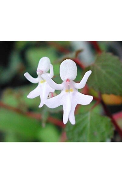 Serdar Çam Tohumculuk Nadir İthal Beyaz Melek Orkide Çiçeği Tohumu Ekim Seti ...