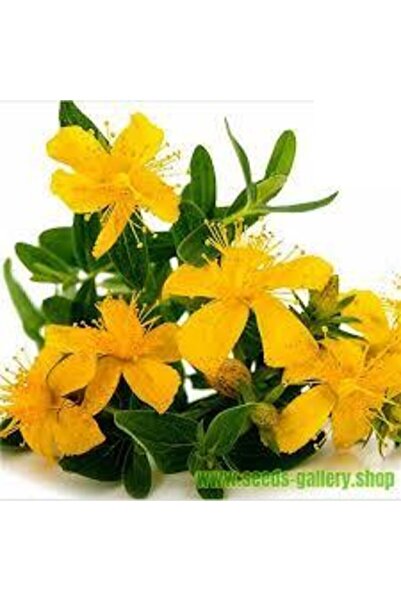 ata tohumculuk 200 Adet Tohum Süper Paket Sarı Kantaron Tohumu