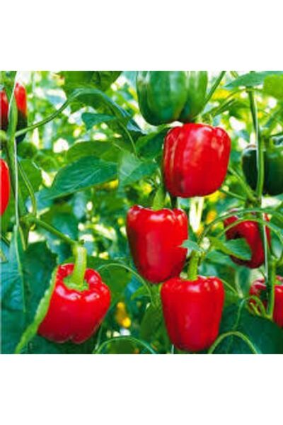 ata tohumculuk Nadir Kırmızı Dolmalık Biber Tohumu 20 Adet