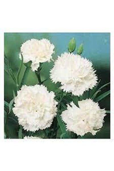 ata tohumculuk 10 Adet Tohum Beyaz Karanfil Çiçeği Tohumu