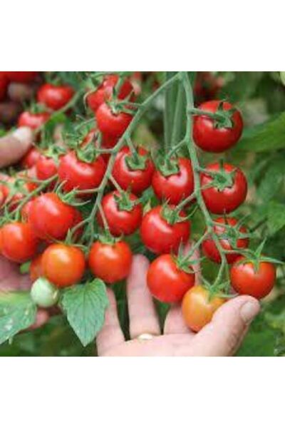 ata tohumculuk Tohum Nadir Çeri Domatesi Tohumu Orjinal Ata Tohum Çeri Minik Domates 30 Adet
