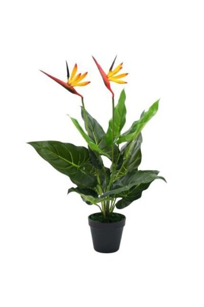 Serdar Çam Tohumculuk Çok Nadir Cennet Kuşu Orkide Çiçeği Tohumu Ekim Seti 2 Tohum Saksı Toprak Kombin