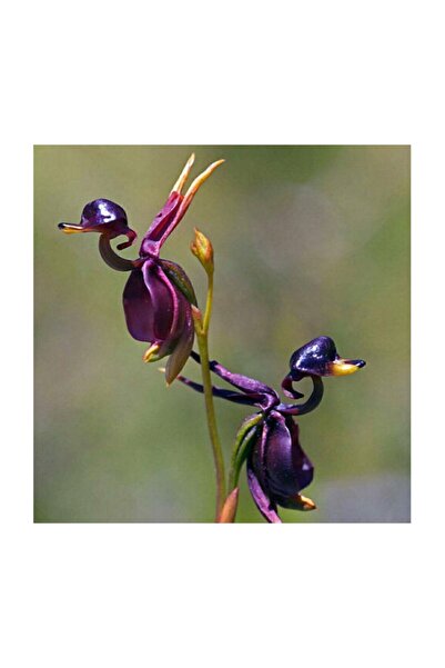 Çam Tohumculuk Nadir İthal Ördek Orkide Tohumu 5 Adet Tohum