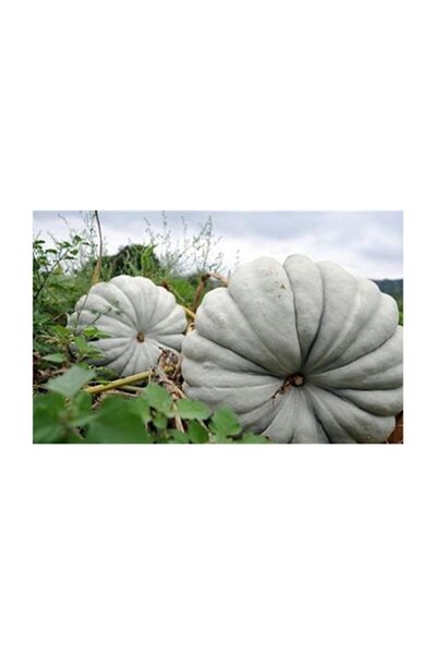 Serdar Çam Tohumculuk Meşhur Kestane Kabağı Tohumu 5 Adet Tohum Bal Kabak Tohumu