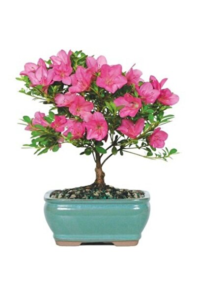 Serdar Çam Tohumculuk Nadir Ithal Bodur Orkide Bonzai Ağacı Tohumu Ekim Seti ...