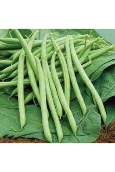 ata tohumculuk 10 Adet Tohum Sarı Kantaron