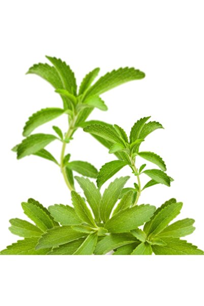 Naturel Tohum Şeker Otu - Stevia - Tohumu Tropikal Sebze Tohumları (10 Adet Tohum)