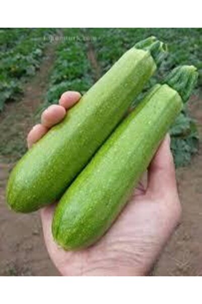 ata tohumculuk 20 Adet Tohum Sakız Kabak Tohumu Orjinal Ata Tohum Dolmalık Be...