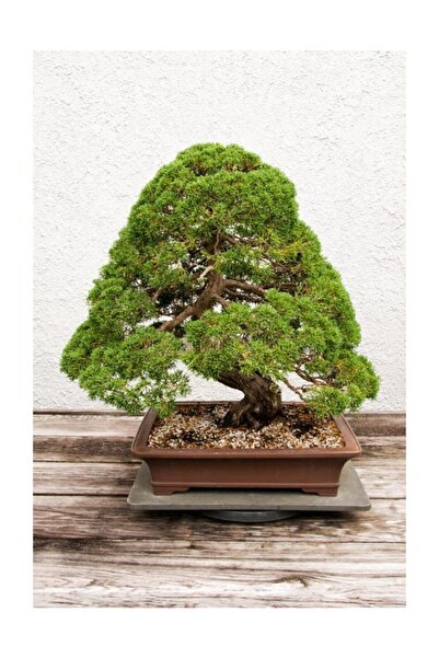 Serdar Çam Tohumculuk Bodur Lübnan Sediri Bonzai Ağacı Ekim Seti 5 Adet Tohum Saksı Toprak Kombin