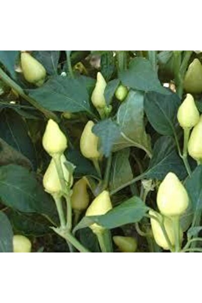 ata tohumculuk 20 Adet Tohum Acı Süs Biberi Tohumu Fındık Biberi Tohumu Topak...