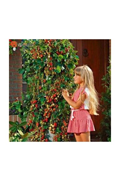 Çam Tohumculuk Eko Paket 75 Adet Tohum Alman Çilek Ağacı Tohumu Sırık Çilek Tohumu