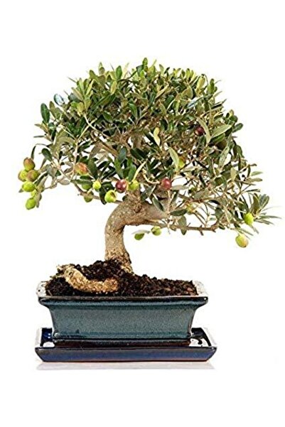 Serdar Çam Tohumculuk Bodur Zeytin Bonzai Ağacı Tohumu 2 Adet Tohum Bonsai Ağ...