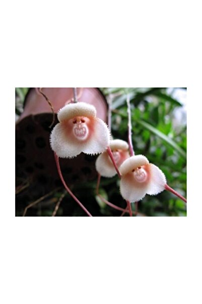 Genel Markalar 5 Nadir Maymun Orkide Tohumu 5 Adet Tohum Çiçek Tohumu Çiçek Tohumu