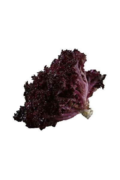 Genel Markalar Lollorosso Kıvırcık Marul Tohumu 100 Adet Tohum Lolo Rosso