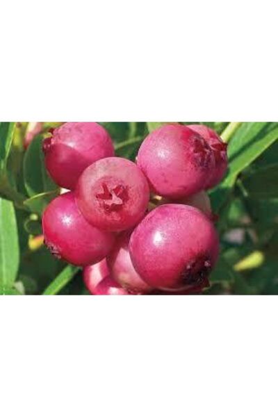 ata tohumculuk 5 Adet Tohum Cranberry Tohumu Yaban Mersini Tohumu Turna Yemiş...