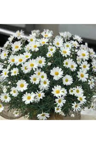 ata tohumculuk 20 Adet Tohum Yayılıcı Kır Papatyası Çiçeği Tohumu Çiçek Tohum...