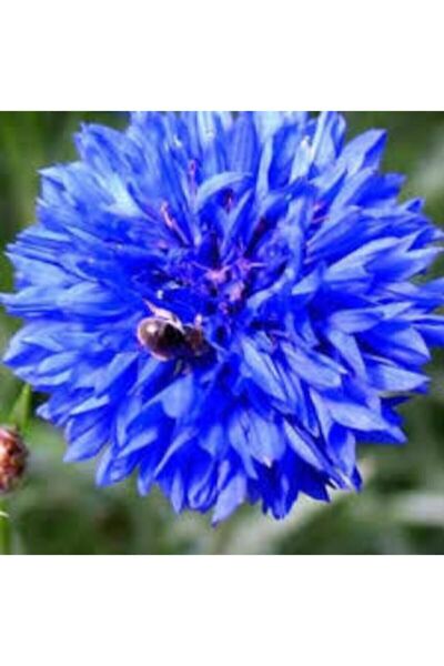 ata tohumculuk 10 Adet Tohum Nadir Bulunan Mavi Kantoron Otu Çiçeği Tohumu Ma...