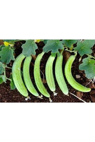 ata tohumculuk Organik Ata Tohum Turşuluk Acur Salatalık Tohumu 15 Adet