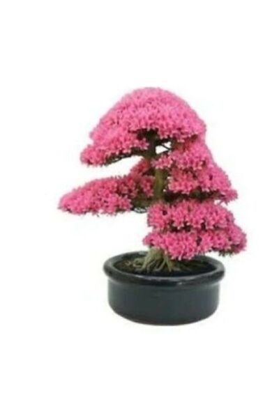 Serdar Çam Tohumculuk Nadir Ithal Bodur Erguvan Bonzai Ağacı Tohumu 25 Tohum ...