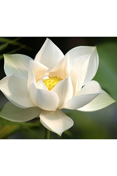 Naturel Tohum 4 Renk Karışık Lotus Çiçeği Tohumu Tropikal Çiçek Tohumları (2 ...