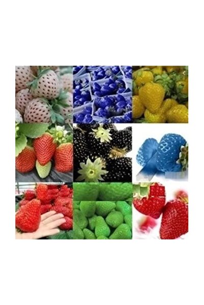 Çam Tohumculuk 9 Farklı Renkte Çilek Tohumu 18 Adet Tohum