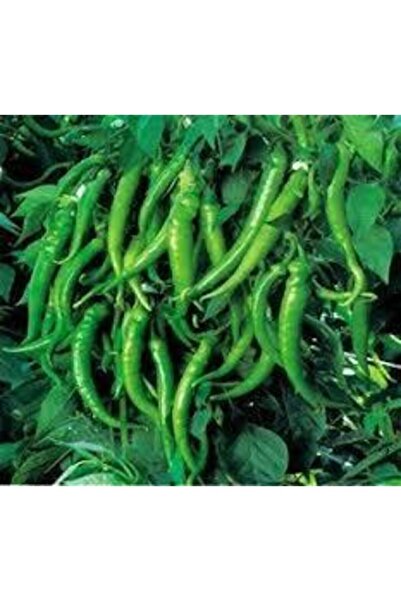 Köy Tohumları 25 Adet Tohum Yediveren Acı Süs Biberi Tohumu Cin Biberi Tohumu...