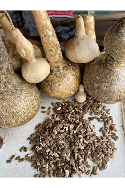 ata tohumculuk 3 Adet Yeşil Beyaz Süs Kabağı Tohumu