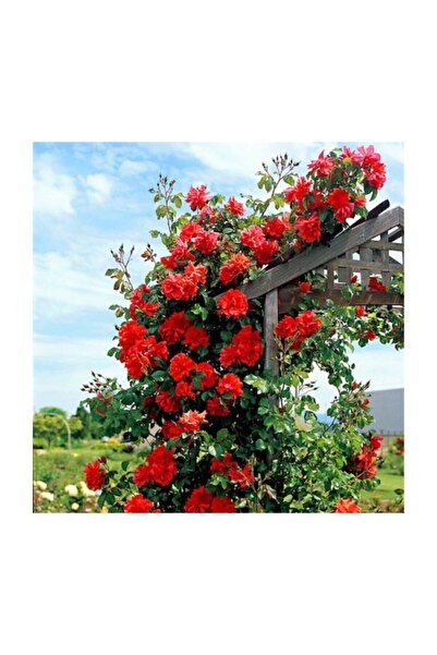 Genel Markalar Kırmızı Sarmaşık Gül Tohumu 5 Adet Tohum Kırmızı Gül Tohumu