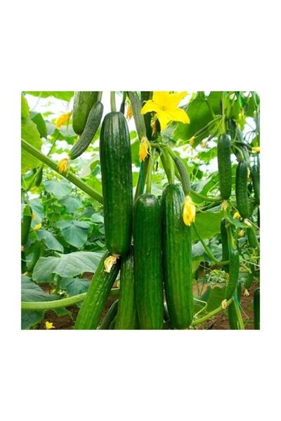 Genel Markalar Ithal Erkenci Bol Verim Sırık Salatalık Tohumu 5 Adet Tohum