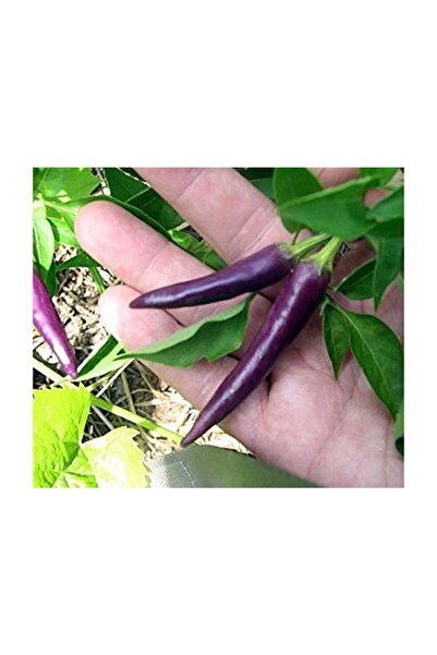 Genel Markalar Süper Paket 100 Adet Tohum Mor Acı Süs Biberi Tohumu Mor Biber...