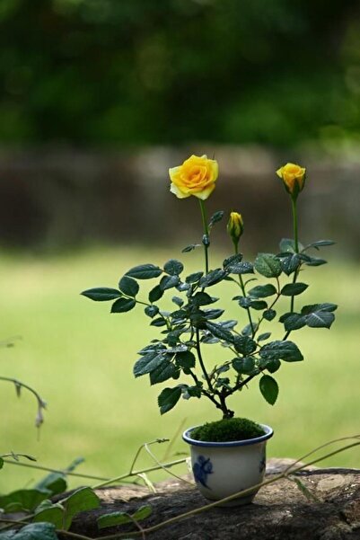 Serdar Çam Tohumculuk Nadir Ithal Bodur Sarı Gül Bonzai Ağacı Tohumu 5 Tohum ...