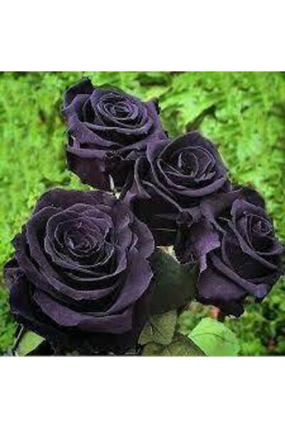 Genel Markalar Look 5 Adet Tohum Nadir Siyah Gül Tohumu Kara Gül TH-BB2367893...