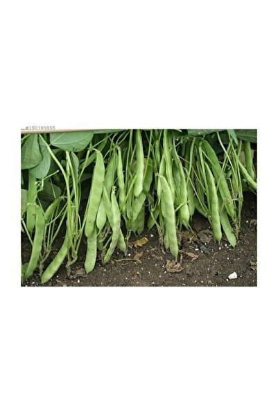 Genel Markalar Nadir Yediveren Magnum Fasülyesi Tohumu 15 Tohum Tohum Fasulye Tohumu