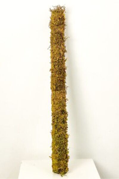 bitkicim Bitki Destek Çubuğu 200cm - 150cm - 100cm dev bitki seti (yosun Sopası) yeşil 1.kalite