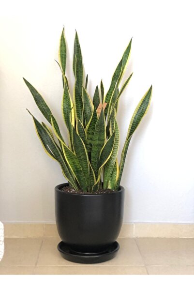 odka Saksı Tabaklı 47cmx50cm Siyah