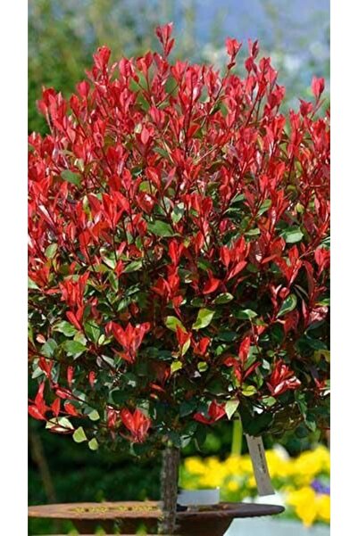 bahçevilya 50-60 cm Boyunda Alev Ağacı (Photinia fraseri) Fidanı - Göz Alıcı ...