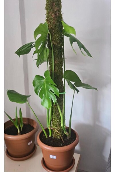 bitkicim Bitki Destek Çubuğu 150 Cm (yosun Sopası) yeşil 1.kalite