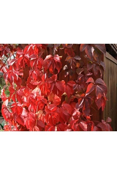 Bitkim Sende Amerikan Sarmaşığı Çiçeği Fidanı 80 Cm Dış Mekan Sarmaşık