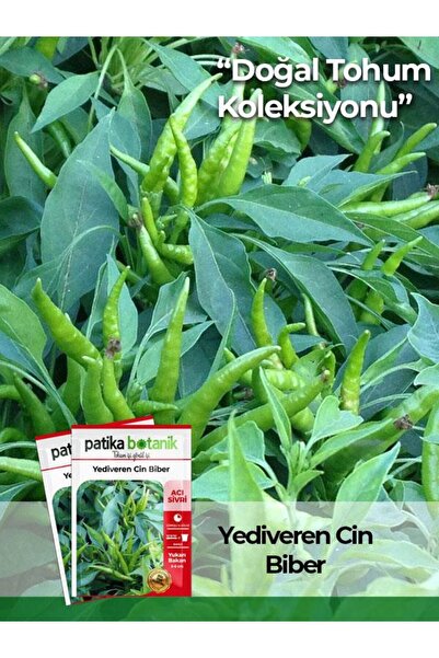 Patika Botanik 200 Adet Yediveren Cin Biber Tohumu (YUKARI BAKAN)