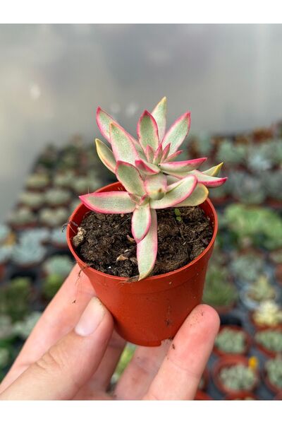 SukuLand Crassula candy Cane ithal koleksiyonluk özel tür sukulent 5,5cm saksıda