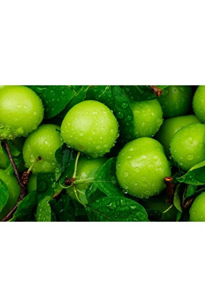 Hamile Marketim Erik Taze Sert Yeşil7-11 Adet Arası Papaz Eriği