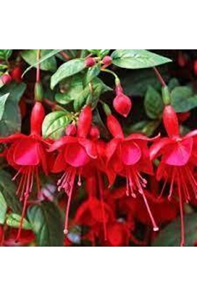 ata tohumculuk 10 Adet Tohum Nadir Kırmızı Küpeli Çiçek Tohumu