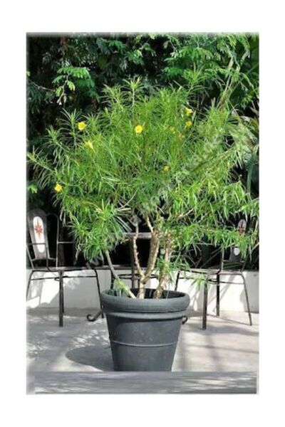 Serdar Çam Tohumculuk Bodur Peru Zakkumu Bonzai Ağacı Ekim Seti 3 Adet Tohum ...