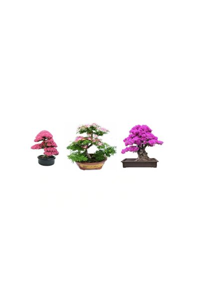 Çam Tohumculuk 3'lü Bonsai Ağacı Ekim Seti Erguvan Gülibrişim Mersin Bonzai A...