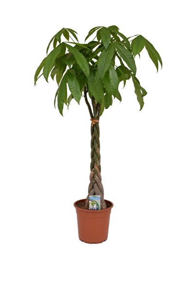 Serdar Çam Tohumculuk Nadir Örgülü Pachira Bitkisi Tohumu 3 Adet Tohum Paçira Para Bitkisi