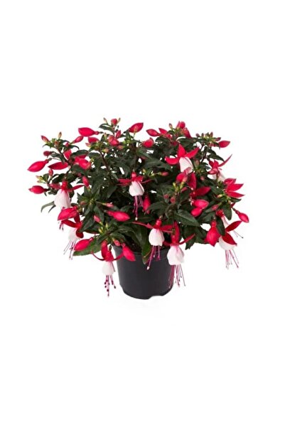 Çam Tohumculuk Karışık Küpeli Çiçeği Ekim Seti 5 Adet Tohum Saksı Toprak