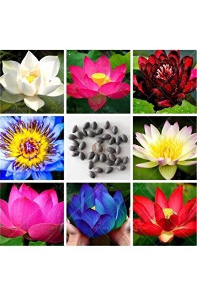 Serdar Çam Tohumculuk Lotus Çiçeği Tohumu Nilüfer Su Zambağı Tohumu 10 Tohum