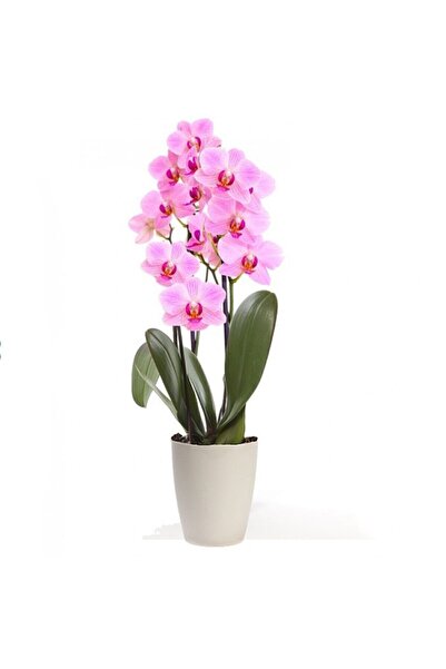 Serdar Çam Tohumculuk Pembe Orkide Tohumu 5 Adet Tohum Phalaenopsis Çiçek Tohumu