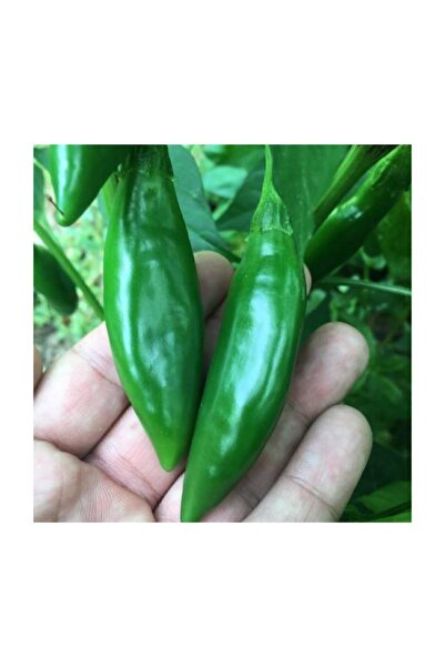 Serdar Çam Tohumculuk Süper Paket 100 Adet Tohum Nadir Acı Balık Biberi Tohum...